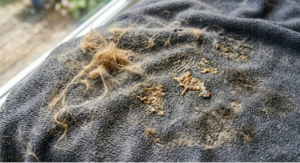 The Pet Owner's Manual to Blanket