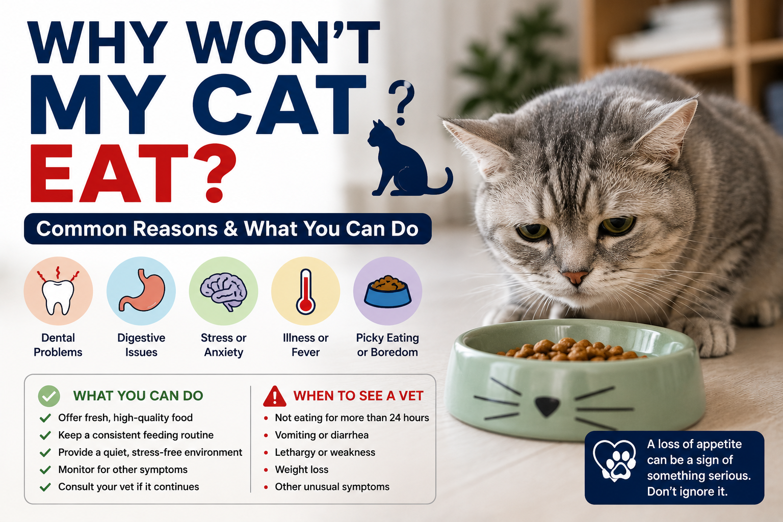 Cat not eating